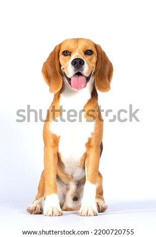 beagle dog with tongue on white background