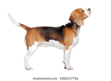Beagle Dog Trained To Stand For A Dog Show