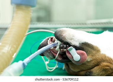 A Beagle Dog Under Anesthesia By Anesthesia Ventilator On The Operating Table In The Animal Hospital. Animal Test