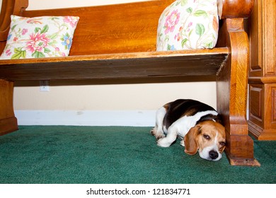 A Beagle Dog Is Very Tired And Lays Under A Church Pew At A Wedding Location.