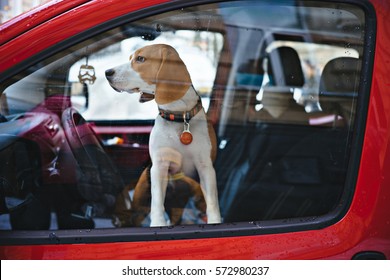 beagle driver