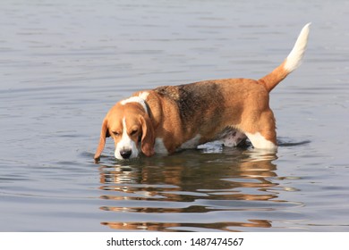 Beagle Dog In Water,  Essex, UK.