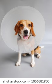 Beagle Dog Wearing An Cone Collar For Protection.
