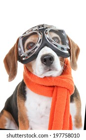  Beagle Dog Wearing Flying Glasses Or Goggles