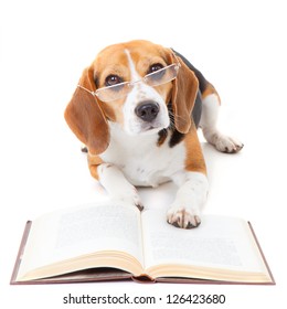 Beagle Dog Wearing Glasses Reading Book