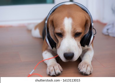 Beagle dog wearing headphones on wooden  floor
