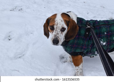 beagle dog wearing plaid green and red coat with black leash attached being walked in the snow