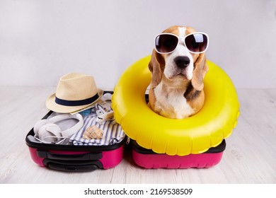 A beagle dog wearing sunglasses and a swimming circle sits in an open suitcase with clothes and leisure items. Summer travel, preparing for a trip, packing luggage.
