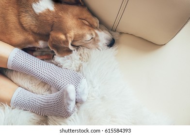 Beagle Dog And Woman Relax Together On Comfortable Sofa