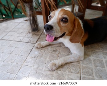 The Beagle doggo is happy in Summer