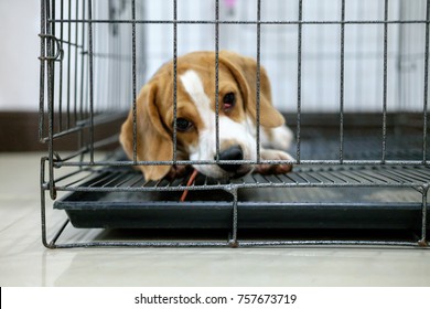 Beagle dogs are in the cage,Sick dog is cherry eye - Shutterstock ID 757673719