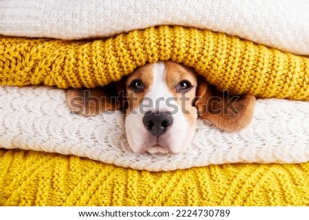 The beagle dogs head is in a stack of folded knitted scarves. Cold air temperature at home. The concept of heating a house in cold winter or autumn.