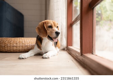 Beagle dogs are intelligent, lively, fun and do not stand still. There is overflowing cuteness. Slightly stubborn but can be trained to obey commands - Powered by Shutterstock