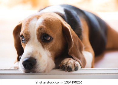 Beagle Dogs Looking Poor Eyesight Stock 