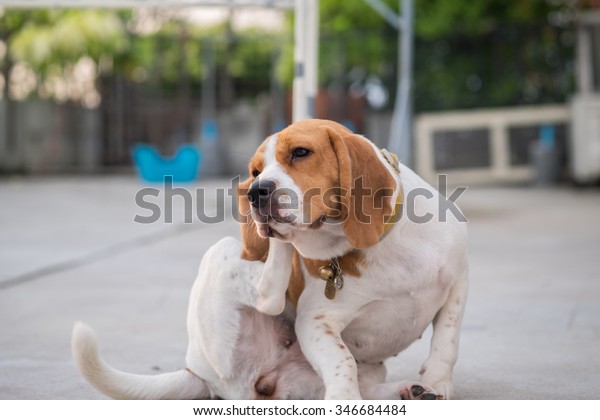 En Beagle Hund Klor Oret Hennes Arkivfoto Rediger Na 346684484