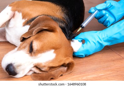 do dogs need a measles shot