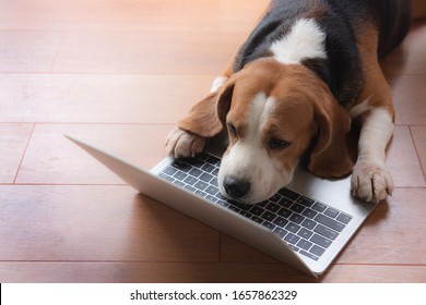 Beagle dogs work in the office at the computer. Concentrate and look at the screen with sleepiness