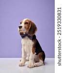 A Beagle dressed in a bow tie sits against a pastel purple background, giving a formal and charming look.