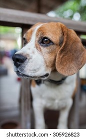 Beagle Face