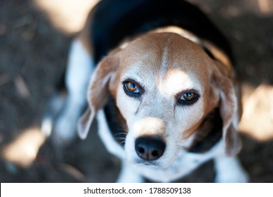 Beagle Face Closeup In Partial Sun And Shade Sitting On Ground With Beautiful Glassy Eyes And Tricolor Coat