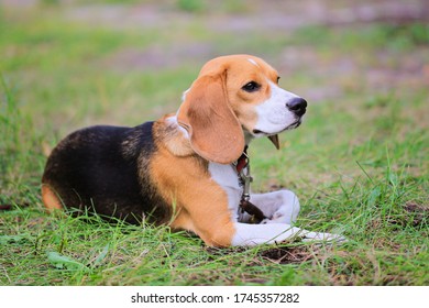 Beagle Harrier Dog On The Grass