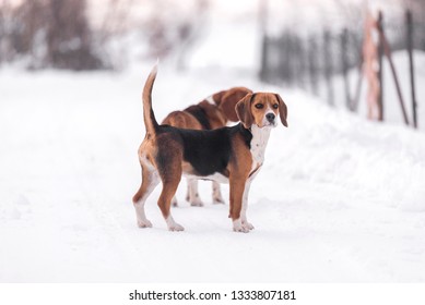 Beagle Harrier Dog On Snow