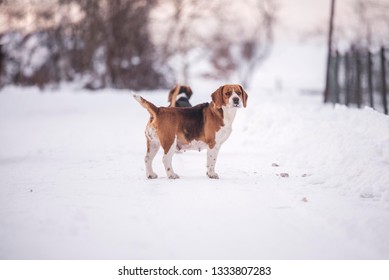 Beagle Harrier Dog On Snow