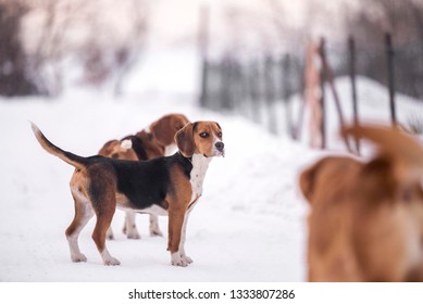 Beagle Harrier Dog On Snow