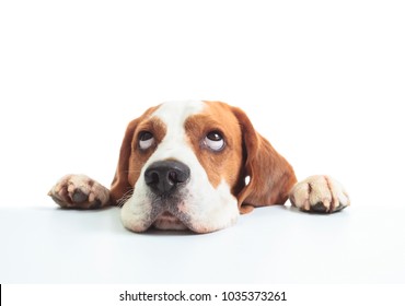 Beagle head isolated on a white background, selective focus .