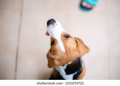 The beagle with his cute smiling. - Shutterstock ID 1251074722