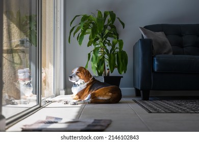 A Beagle Hound Mixed Breed Dog Is Relaxing And Sunbathing By A Large Sliding Glass Door. The Adorable Dog Is Laying On A Tile Floor In A Modern Design Interior With A Leather Sofa And Live Green Plant