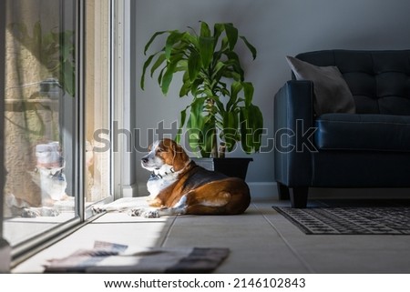 A Beagle Hound mixed breed dog is relaxing and sunbathing by a large sliding glass door. The adorable dog is laying on a tile floor in a modern design interior with a leather sofa and live green plant