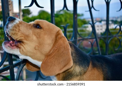 Beagle Howling Sweetly Infinity Love