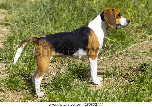 Beagle Hunting Dog Animals Wildlife Stock Image 190832777