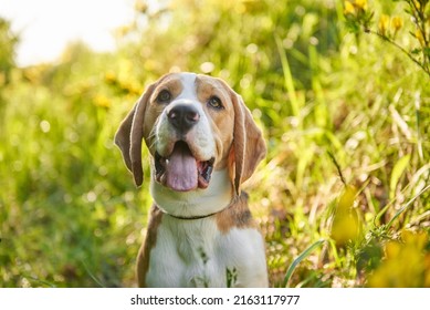 Beagle Hunting Dog Sits In A Clearing