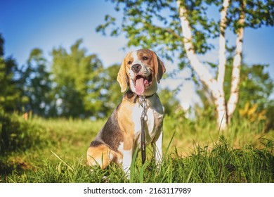 Beagle Hunting Dog Sits In A Clearing