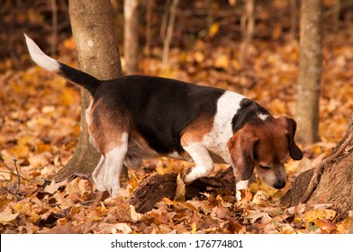 A Beagle Hunting In The Forest.