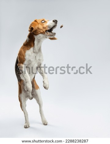 The beagle jumped up to catch a piece of food. A funny dog with bulging eyes is catching food. Portrait of a pet in motion in the studio on a light gray background. Dog food with fun