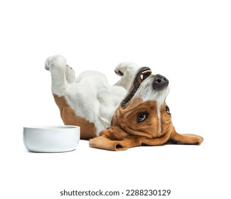 The beagle lies belly up near the white ceramic bowl and smiles. Funny portrait of happy dog in the studio, close up. Photo of cheerful pet after dinner isolated on white. Dog food poster - Shutterstock ID 2288230129