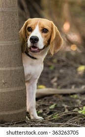 Beagle looking out from behind a tree