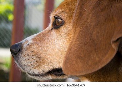 Beagle looks on with interest.