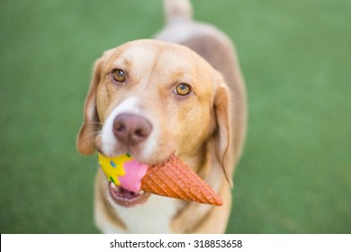 Beagle mix dog chews on ice-cream toy - Shutterstock ID 318853658