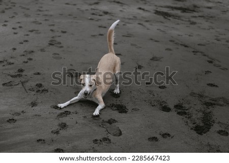 Beagle mix mutt playing at the beach, California