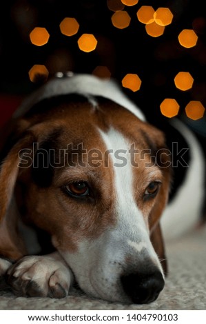 Similar – Legs of Couple and jack russell dog are sitting by the fireplace