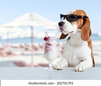 beagle  on a beach