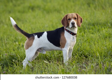 ビーグル犬 の画像 写真素材 ベクター画像 Shutterstock