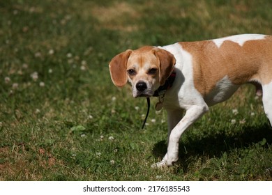 Beagle Outside In The Sun