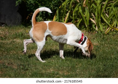 Beagle Outside In The Sun