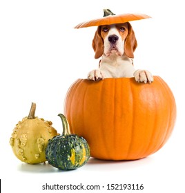 beagle in pumpkin isolated on a white background