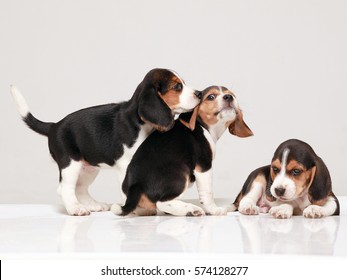 Beagle Puppies Playing
